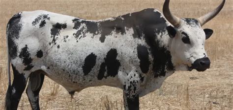  The Nguni Cow – A Symphony of Bronze and Symbolism!